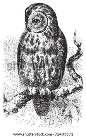 Tawny Owl (Syrnium aluco) / vintage illustration from Meyers Konversations-Lexikon 1897