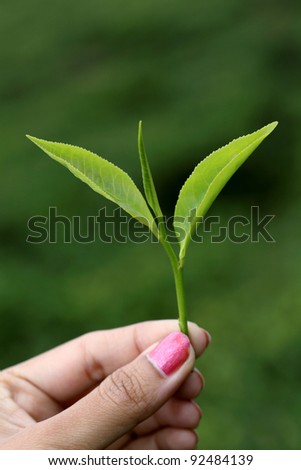 Hand holding green tea leaf against green