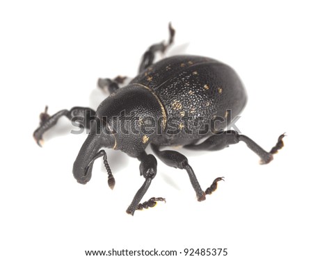 Weevil isolated on white background, macro photo