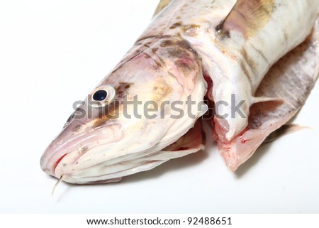Raw cod fish on white background