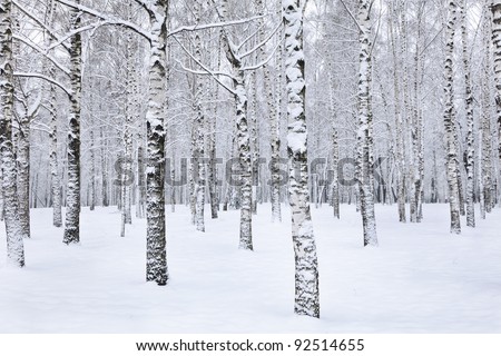 View of beautiful winter birch wood Royalty-Free Stock Photo #92514655