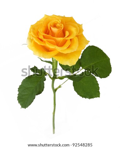Yellow rose with leaves isolated on white
