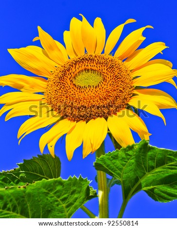 Sunflower  in thailand
