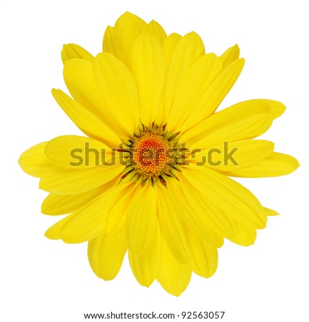 Yellow daisy. flower Isolated over white background