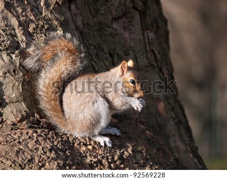 Squirrel with nut in tree, sunlit -  Sciurus carolinensis