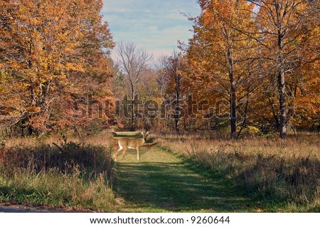 A picture of a doe deer on a path during fall colors