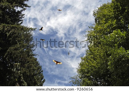        A picture of a flock of turkey vultures above the trees taken in indiana