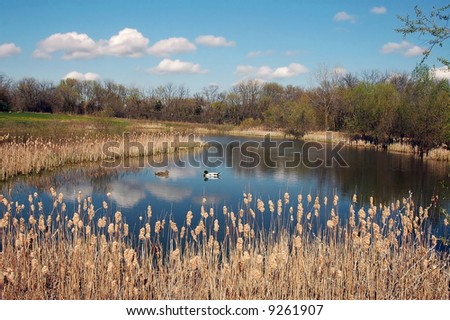 A picture of  male and female mallards on a marsh pond taken in Wisconsin