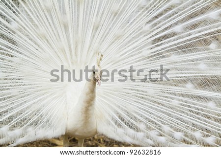 Beautiful spread of a white peacock