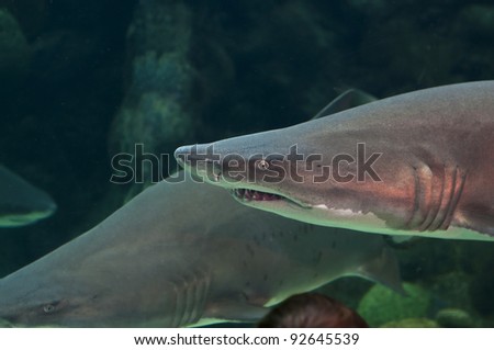 Lemon Shark close-up in Tampa aquarium