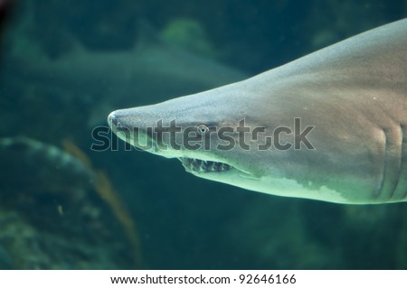 Lemon Shark close-up