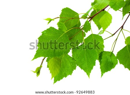 Birch leaves Royalty-Free Stock Photo #92649883