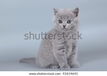 British  cat, kitten blue