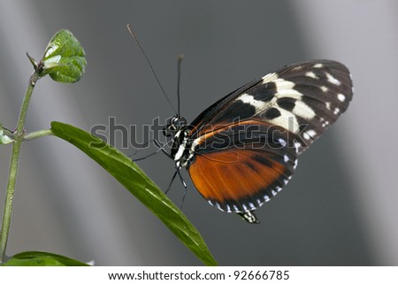 close up of a beautiful butterfly in natural setting