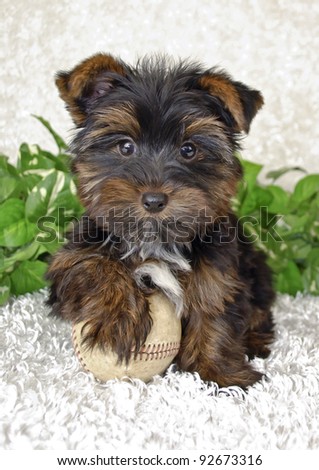 Little Yorkie puppy with a baseball on a white background.