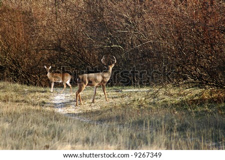 A picture of a buck deer stalking a doe during mating season in Indiana