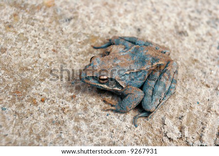 Blue Frog with orange eyes