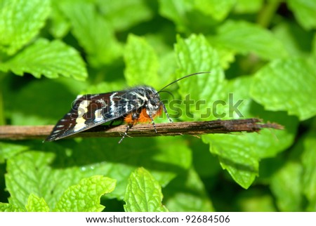 Colourful butterfly in the garden with a green background