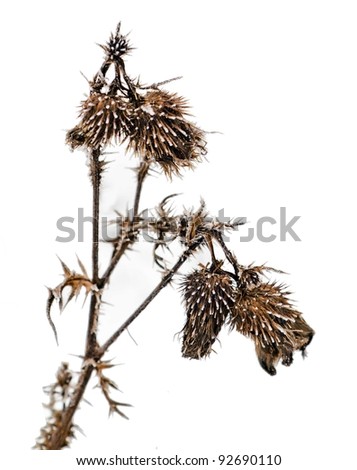 withered plant with frost in winter on white