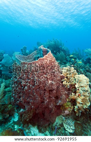 giant barrel sponge Xestospongia muta