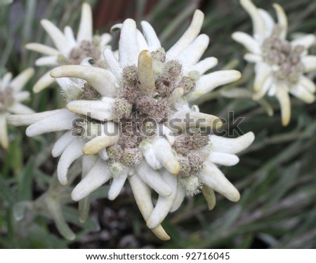 Group of Edelweiss (Leontopodium alpinum)