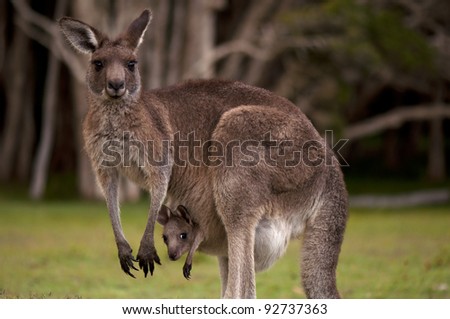 Kangaroo Mum with a Baby Joey in the Pouch - Closeup