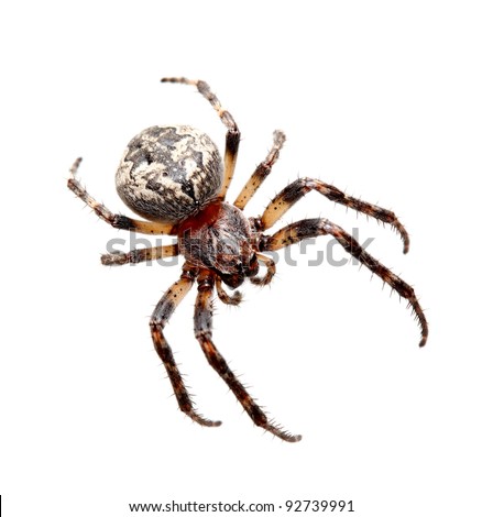 Garden spider on the white background, (Araneidae) Royalty-Free Stock Photo #92739991