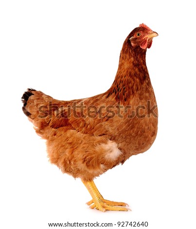 Brown hen isolated on white, studio shot. Royalty-Free Stock Photo #92742640