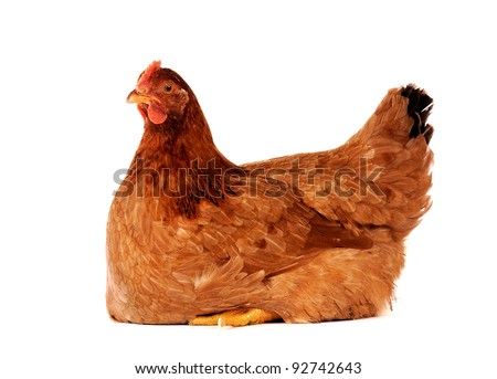 Brown hen isolated on white, studio shot. Royalty-Free Stock Photo #92742643