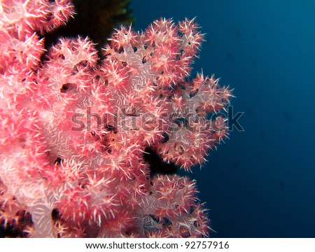 Soft Coral, Maratua, Borneo, Indonesia