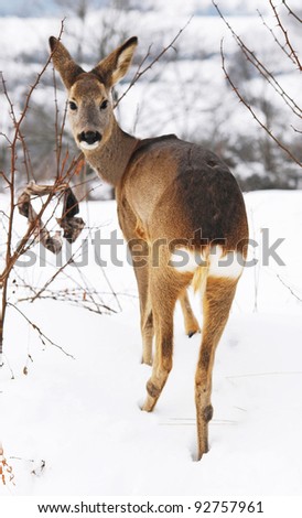 A young deer in the snow
