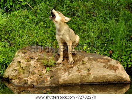 Wolf pup sitting on rock howling Royalty-Free Stock Photo #92782270