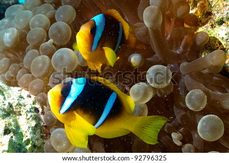 Clown fish of Red Sea
