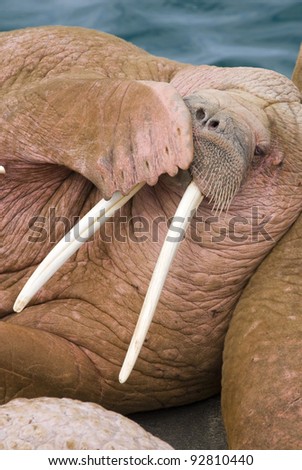 Male walrus (Odobenus rosmarus) covering mouth with a flipper on Round Island, Walrus Islands State Game Sanctuary in Bristol Bay, Alaska, USA.