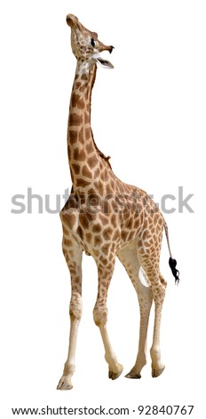 Giraffe (Giraffa camelopardalis) standing looking up, isolated on white background Royalty-Free Stock Photo #92840767