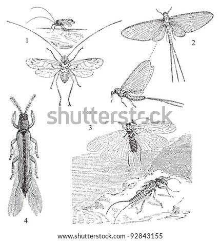 Flies 1. Psocus lineatus 2. Palingenia horaria 3. Perla bicaudata 4. Thrips cerealium   / vintage illustration from Meyers Konversations-Lexikon 1897