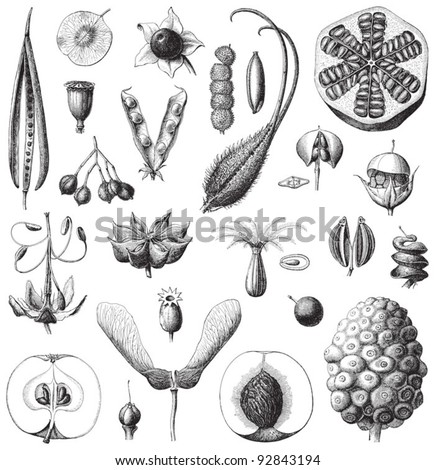 Collection of seeds / vintage illustration from Meyers Konversations-Lexikon 1897