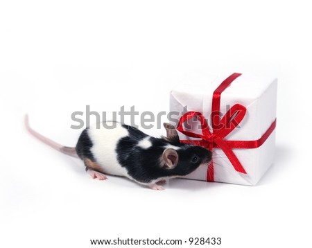 little pet with present