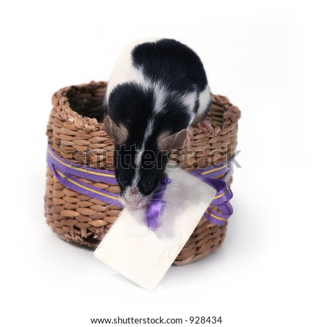little pet in a basket with a card