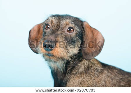 Studio portrait of young dachshund isolated on light blue background
