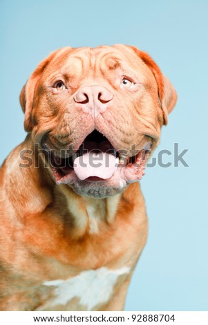Studio portrait of bordeaux dog isolated on light blue background