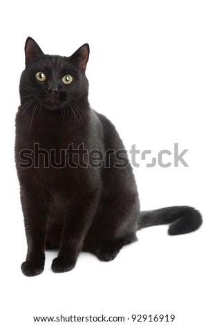 black cat isolated on the white background