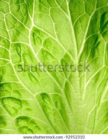 The leaf of salad close up.