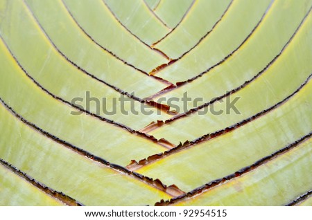 Banana fan leaf branch pattern.