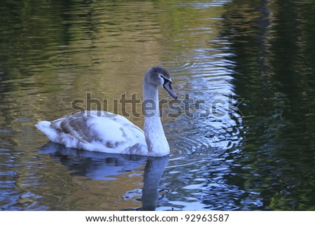 closeup of a swan