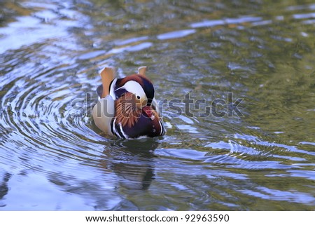 duck swimming in a lake