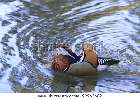 duck swimming in a lake