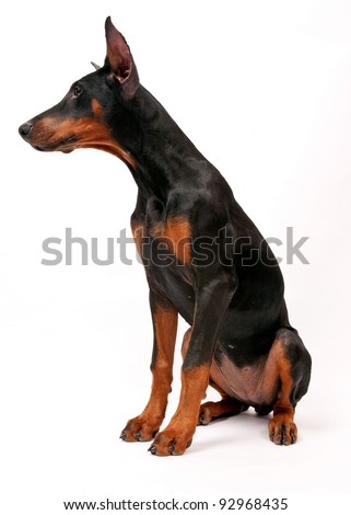 Doberman Pinscher (6 months old) in front of a white background