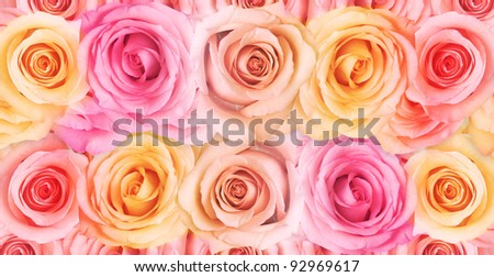 Beautiful roses in pastel colors on white.