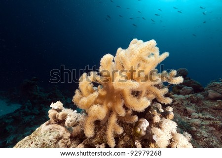 Tropical reef in the Red Sea